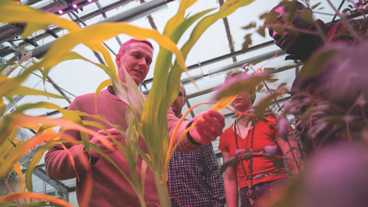 Francisco Dini-Andreote, maize leaves visualization